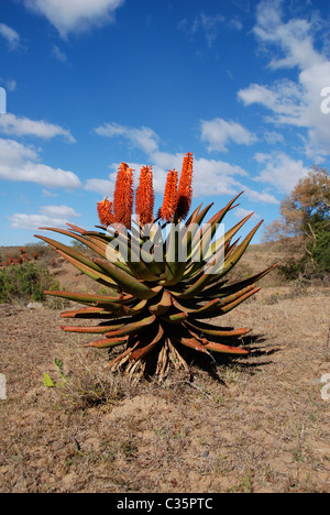 La floraison d'aloès à l'état sauvage en Afrique du Sud Banque D'Images