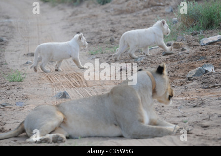 Blanc et brun sauvage femme lion ensemble, une paire de lions Banque D'Images