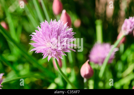 La ciboulette (Allium schoenoprasum) en fleurs Banque D'Images