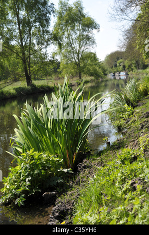 Vue d'un canal tranquille du halage avec plantes vertes luxuriantes au premier plan par un beau jour d'été Banque D'Images