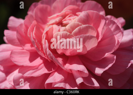 Capture d'une macro d'un élégant, pink ranunculus blossom Banque D'Images