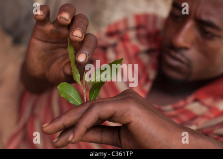 Le khât addict - la vieille ville de Harar, Ethiopie, Afrique Banque D'Images