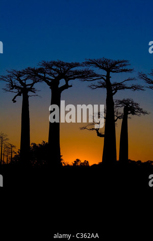 Coucher de soleil sur les baobabs à Morondava, Madagascar Banque D'Images