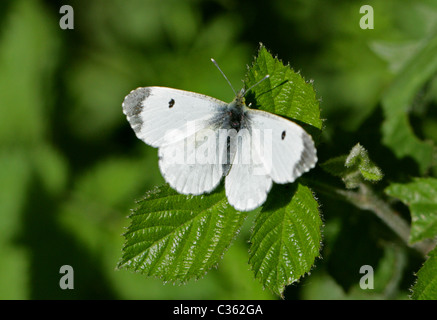 Femme-papillon orange tip, Anthocharis cardamines, Pieridae. Aka Anthocaris cardamines. Banque D'Images