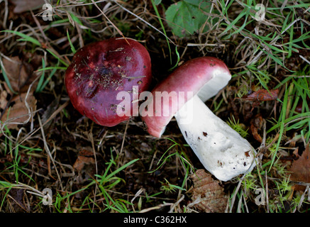 Violet pourpre noirâtre Russula ou Brittlegill, Russula atropurpurea, Russulaceae. Banque D'Images