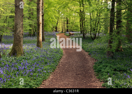 Arlington bluebell Walk, Bates, Arlington Green Farm, East Sussex Banque D'Images