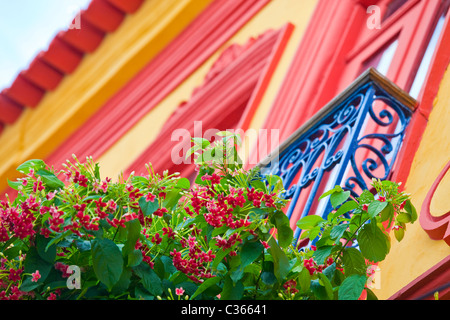 Des fleurs sur le balcon d'un immeuble referbished dans le Pelourinho, vieille ville, Salvador, Brésil Banque D'Images