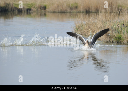 Lag Grey goose (Anser anser) les ailes battantes sur l'eau - Printemps - Uitkerke polders - Belgique Banque D'Images