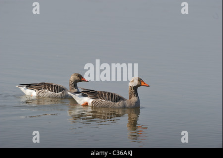 Lag Grey goose (Anser anser) paire natation - Printemps - Uitkerke polders - Belgique Banque D'Images