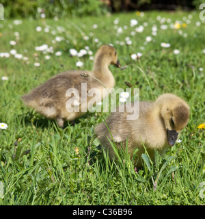 Toulouse bébé oies ou gosling's sur l'herbe, Hampshire, Angleterre, Royaume-Uni. Banque D'Images