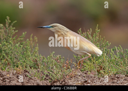 Crabier chevelu en plumage nuptial Banque D'Images