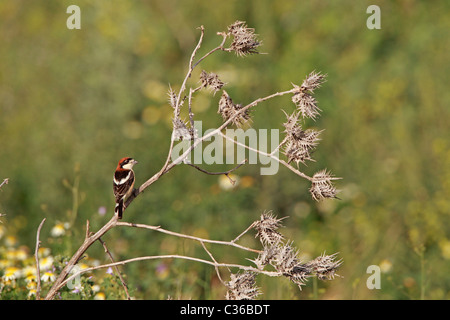 Woodchat Shrike mâle Banque D'Images