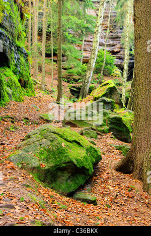 Sandsteinfelsen im Wald - rock de grès dans la forêt 23 Banque D'Images