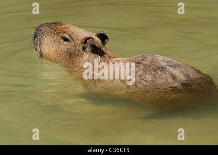 Capybara (Hydrochoerus hydrochaeris) Nager dans l'eau, de l'Amérique du Sud Banque D'Images