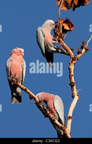 Cacatoès cacatoès rosalbin Cacatua roseicapilla (), le Kakadu National Park, territoire du Nord, Australie Banque D'Images