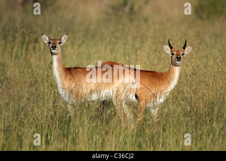 Deux antilopes cobes lechwes rouges (Kobus leche), l'Afrique australe Banque D'Images