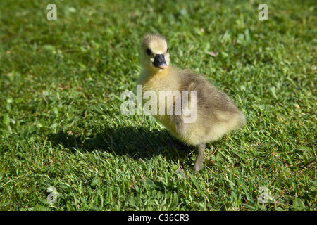 Bébé nouveau-né gosling ( Toulouse ) Hampshire, Angleterre, Royaume-Uni. Banque D'Images