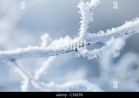 Branches couvertes de neige et de cristaux de glace Banque D'Images