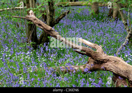 Bluebells & wild daisies à Somerset Banque D'Images