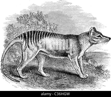 19ème siècle illustration de livre, prises à partir de la 9e édition (1875) de l'Encyclopédie Britannique, de Thylacine (Thylacinus Cynocephalus Banque D'Images