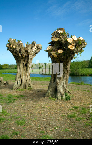 Saules étêtés ancienne rivière Stour Dedham Vale Suffolk Angleterre frontière Essex Banque D'Images