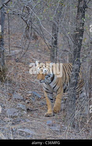 Approche de la réserve de tigres de Ranthambore dans tigre Banque D'Images