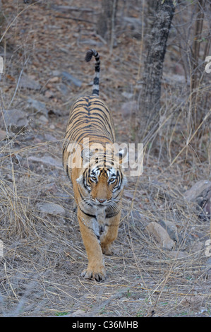 Approche de la réserve de tigres de Ranthambore dans tigre Banque D'Images