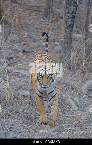 Approche de la réserve de tigres de Ranthambore dans tigre Banque D'Images