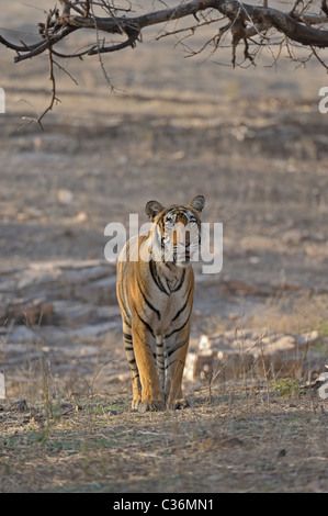 Approche de la réserve de tigres de Ranthambore dans tigre Banque D'Images