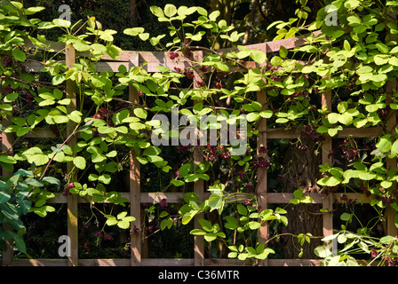 Avec Trellis Akebia quinata scrambling sur elle. Banque D'Images