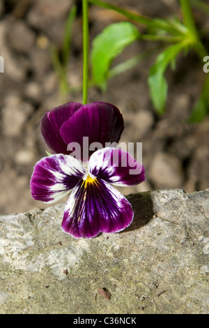 Close-up de pansy fleur sur fond naturel Banque D'Images