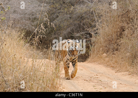 Approche de la réserve de tigres de Ranthambore dans tigre Banque D'Images