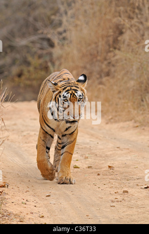 Approche de la réserve de tigres de Ranthambore dans tigre Banque D'Images