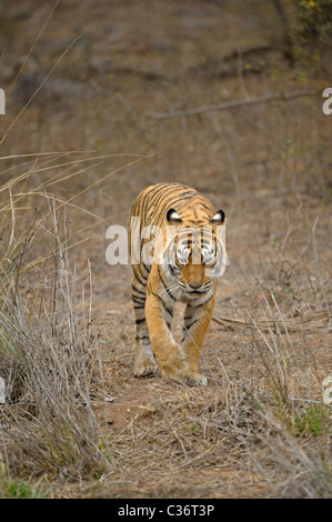 Approche de la réserve de tigres de Ranthambore dans tigre Banque D'Images