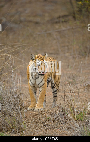 Approche de la réserve de tigres de Ranthambore dans tigre Banque D'Images