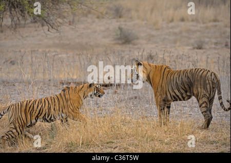 Une paire d'accouplement des tigres dans le parc national de Ranthambore, en Inde Banque D'Images