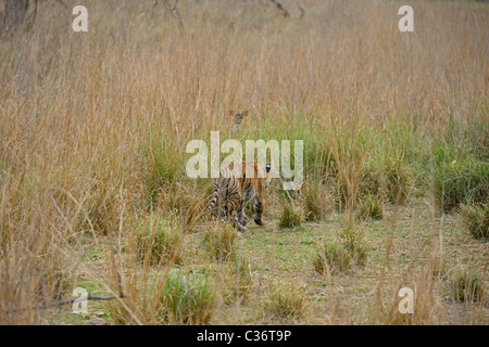 Tigresse de charge et un running deer à Ranthambhore national park, Inde Banque D'Images