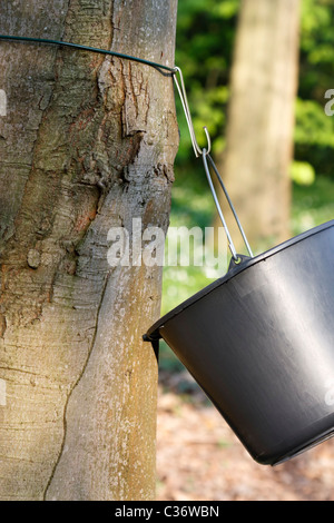 Tronc d'un érable à sucre (Acer saccharum) avec un godet noir qui est la façon d'obtenir le pas pour le sirop d'érable. Banque D'Images