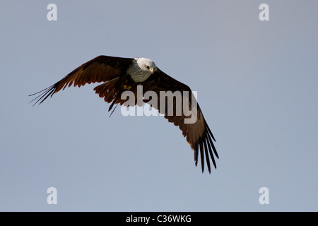 Brahminy Kite, aka Red-Backed Sea-Eagle / Milan sacré (Haliastur indus) Banque D'Images