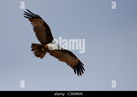 Brahminy Kite, aka Red-Backed Sea-Eagle / Milan sacré (Haliastur indus) Banque D'Images