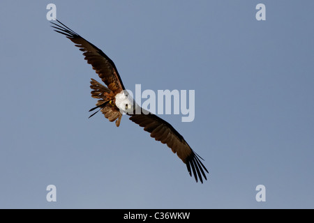 Brahminy Kite, aka Red-Backed Sea-Eagle / Milan sacré (Haliastur indus) Banque D'Images