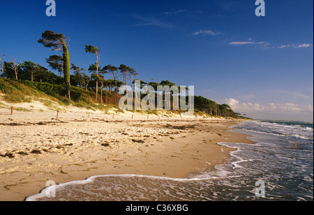 Plage de l'ouest près de la péninsule de Zingst Darß - une des plus belles plages de la mer Baltique ; auf dem Haus Isabel Darß Banque D'Images