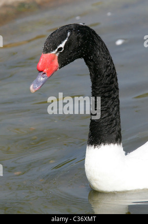 Cygne à cou noir, Cygnus melanocorypha, Anatidae, Ansériformes. Banque D'Images