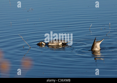 Paire de canards, le Canard pilet Anas acuta, pêche à Bosque del Apache National Wildlife Refuge, Nouveau Mexique, USA. Banque D'Images