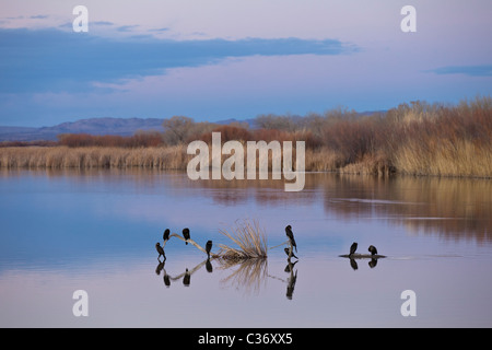 Le cormoran à aigrettes, Phalacrocorax auritus, le repos dans la région de Bosque del Apache National Wildlife Refuge, Nouveau Mexique, USA. Banque D'Images