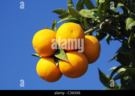 Des oranges sur un arbre en Grèce Banque D'Images