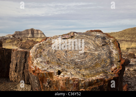Le bois pétrifié de disparue Araucarioxylon arizonicum arbres, forêt de cristal, le Parc National de la Forêt Pétrifiée, Arizona, USA. Banque D'Images