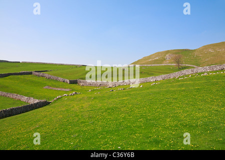 Champs et des murs de pierres sèches au-dessus de Malham, Malhamdale, Yorkshire du Nord, Yorkshire Dales National Park, England, UK. Banque D'Images