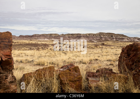 Le bois pétrifié, Araucarioxylon arizonicum arbre, avec vue sur badlands en matière de sciage de long du Parc National de la Forêt Pétrifiée, USA. Banque D'Images