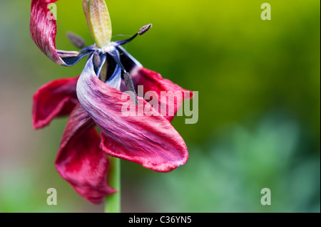 Flétrissement morts red tulip montrant l'étamine et la stigmatisation dans un jardin Banque D'Images